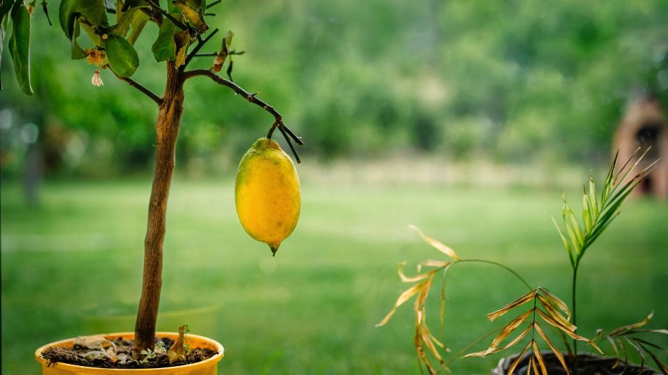 Egy citromfa, érett citrommal, zöld háttérrel. A fa virágai is láthatóak.