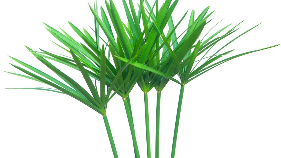 Csavarpálma zöld levelei, szép és friss megjelenés, tökéletes szobanövény.