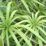 Csavarpalma Cyperus alternifolius