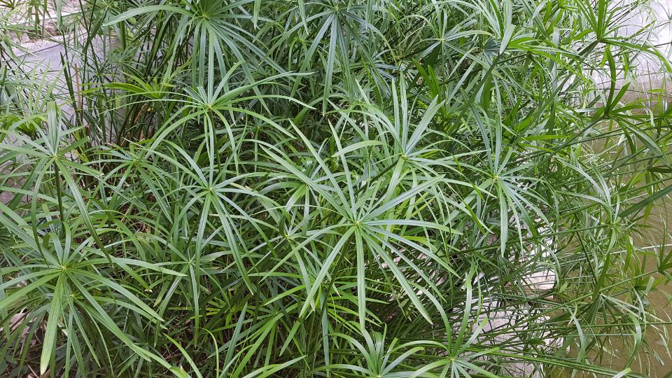 Csavarpalma Cyperus alternifolius 2