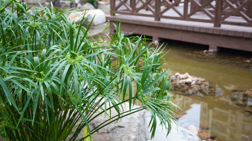 Csavarpalma Cyperus alternifolius 3