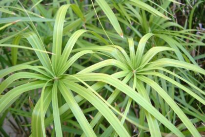 Csavarpalma Cyperus alternifolius