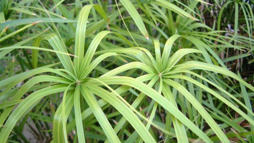 Csavarpalma Cyperus alternifolius