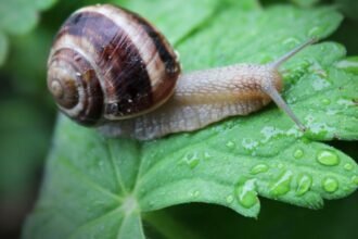 Egy csiga pihen egy zöld levélen, csepp vízgyöngyökkel körülvéve.