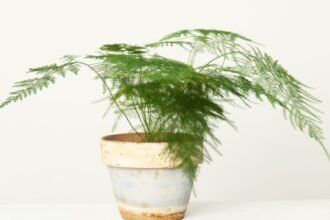 Fátyolaszparágusz zöld levelekkel egy virágcserépben, barátságos növény a lakásba.