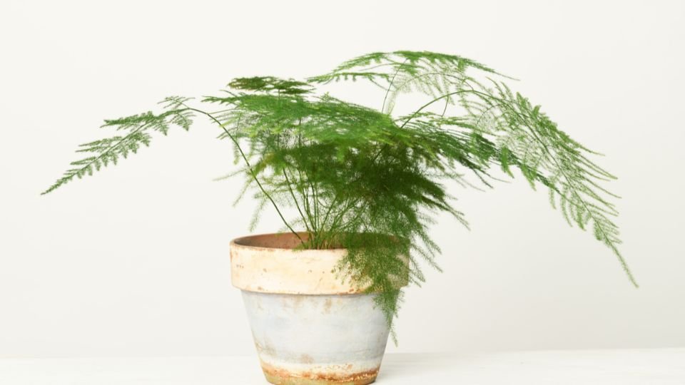 Fátyolaszparágusz zöld levelekkel egy virágcserépben, barátságos növény a lakásba.