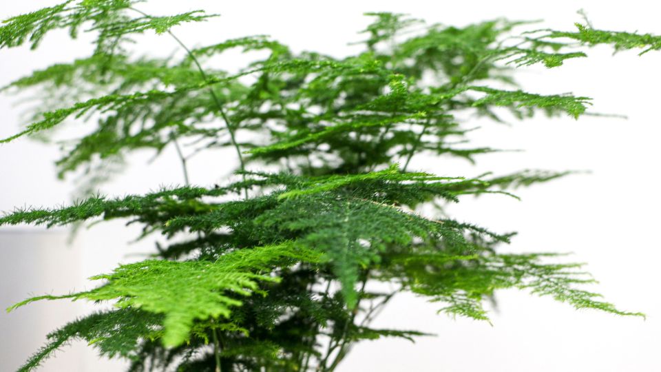 Fatyolaszparagusz Asparagus setaceus 2