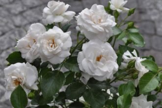 Fehér évelő virágok, gyönyörű rózsák zöld levelekkel szegélyezve.