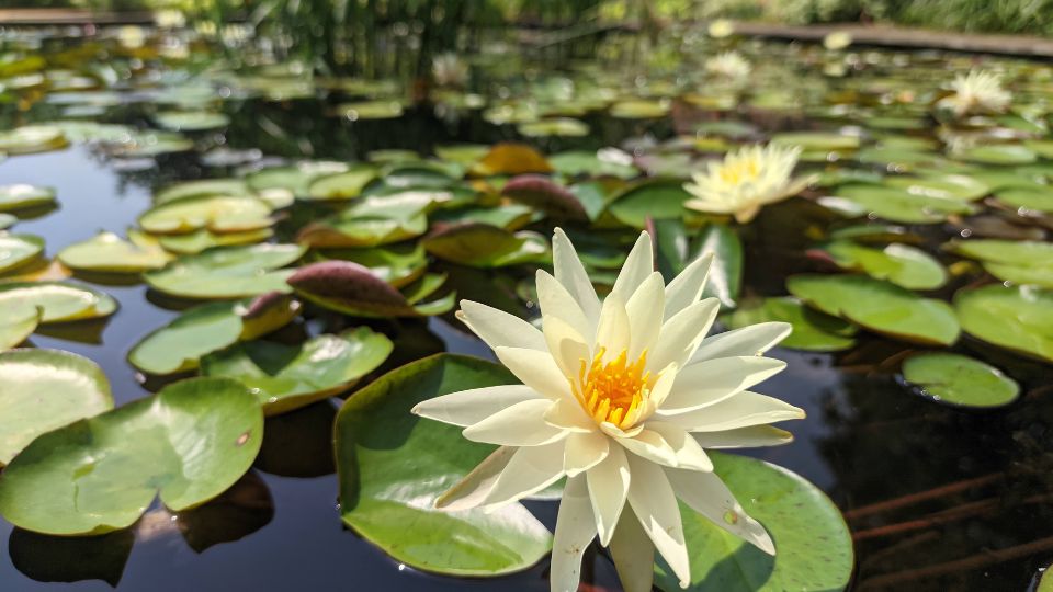 Feher tunderrozsa Nymphaea alba 3