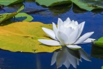 A fehér tündérrózsa víz felszínén nyugszik, szépsége tükröződik a vízben.