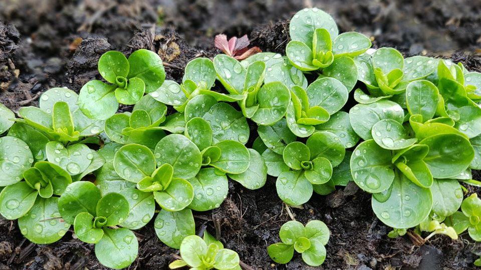 Galambbegy salata Valerianella locusta 1