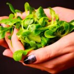 Galambbegy salata Valerianella locusta