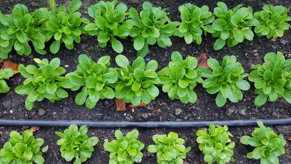 Galambbegy salata Valerianella locusta 2