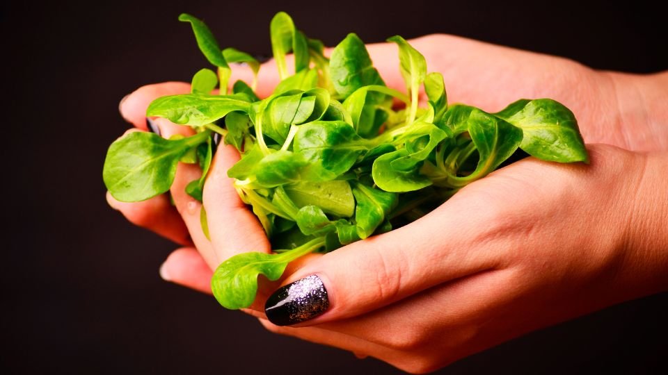 Friss galambbegy saláta zöld levelei egy kézben, egészséges és ízletes választás.