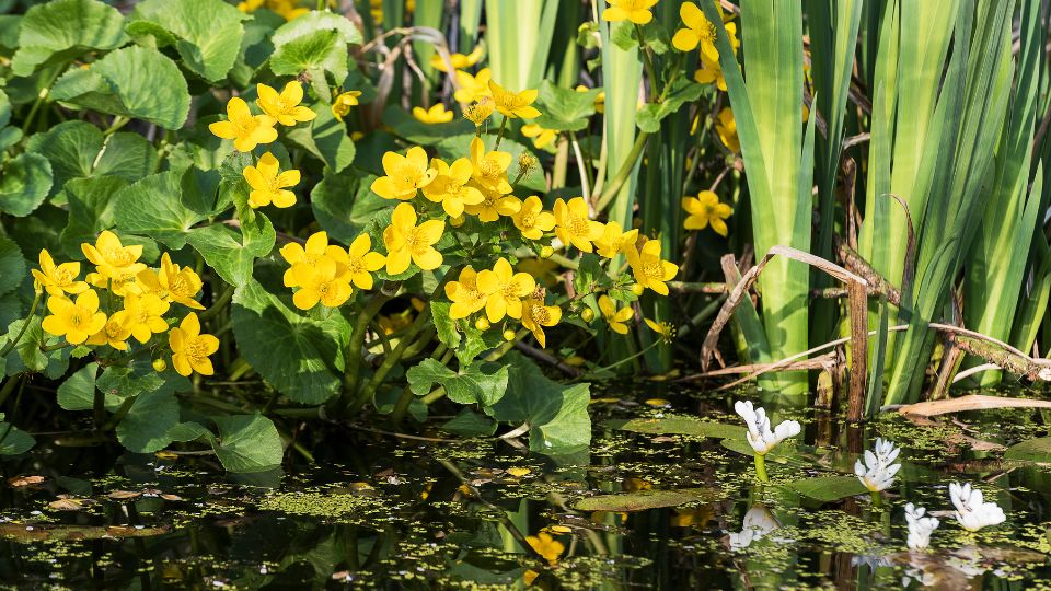 Golyahir Caltha palustris