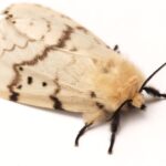 Gyapjaslepke 1