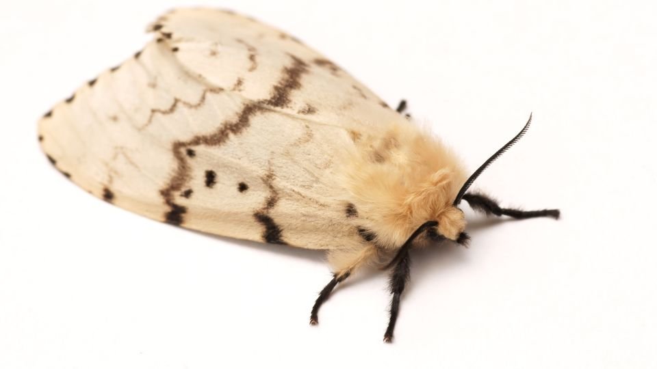 Gyapjaslepke, világos színű szárnyakkal, finom mintázattal, barátságos megjelenéssel.