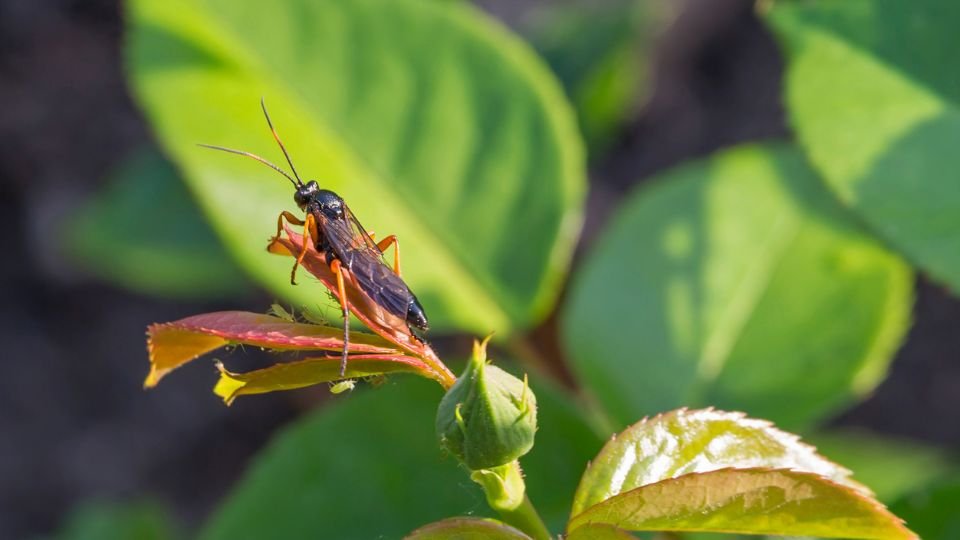 Hajtáshervasztó darázs pihen egy rózsa hajtásán, zöld levelek között.