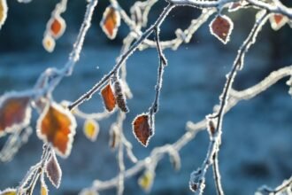Fagyos levelek egy ágon, csillogó jéggel borítva, téli tájban.