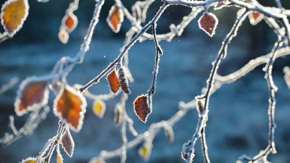 Fagyos levelek egy ágon, csillogó jéggel borítva, téli tájban.
