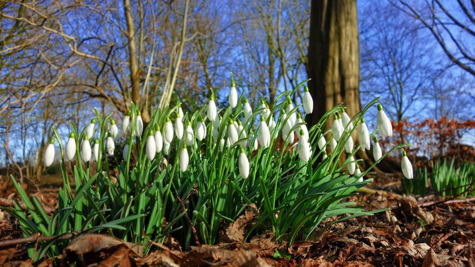 Hovirag Galanthus nivalis