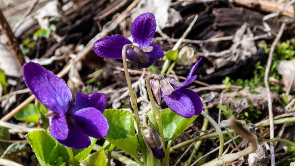 Ibolya Viola odorata