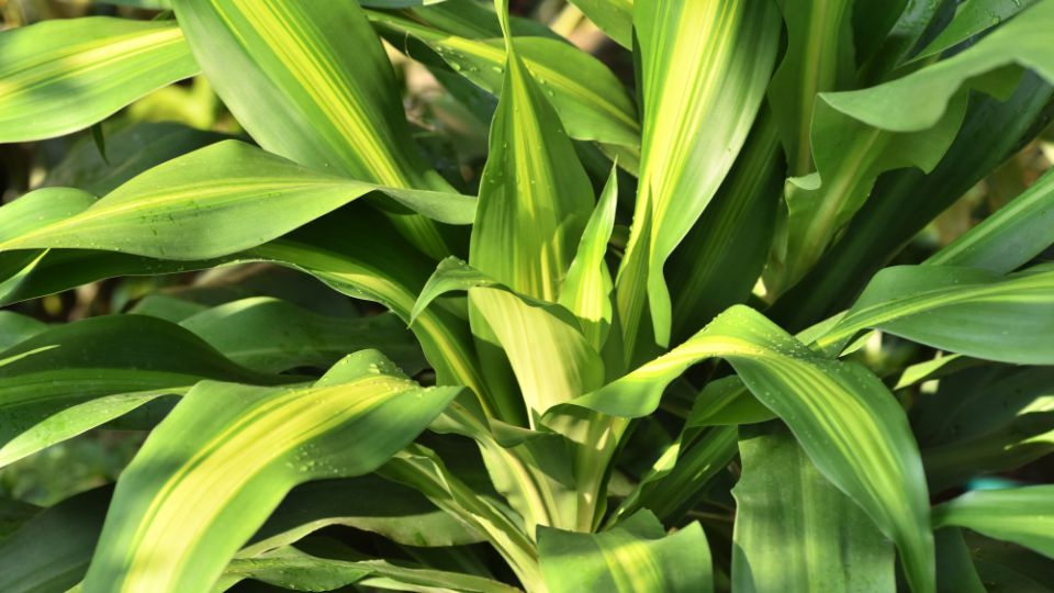 Illatos Sarkanyfa Dracaena fragrans 2 1