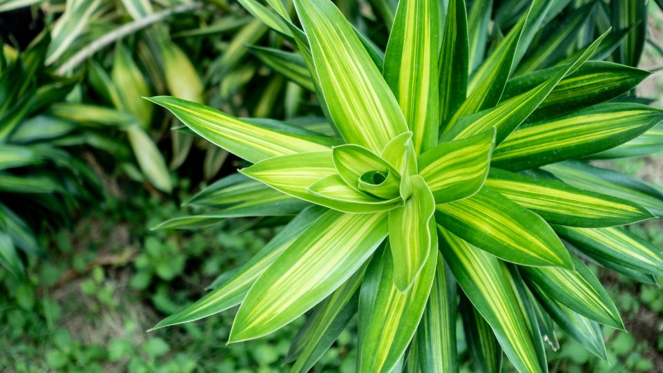Illatos Sarkanyfa Dracaena fragrans 3