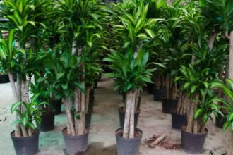 Illatos Sárkányfa csoportos ültetése, zöld levelekkel teli, egészséges növények.