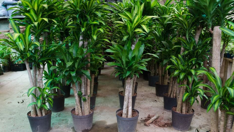 Illatos Sárkányfa csoportos ültetése, zöld levelekkel teli, egészséges növények.