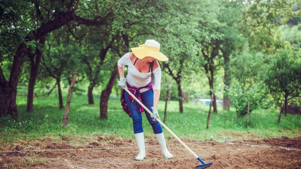 Egy nő a kertben dolgozik, gereblyével készíti elő a talajt a növények számára.