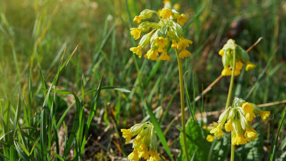 Kankalin Primula veris