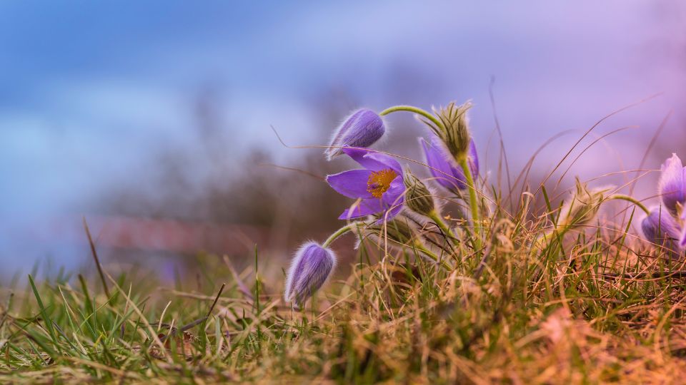 Kokorcsin Pulsatilla grandis