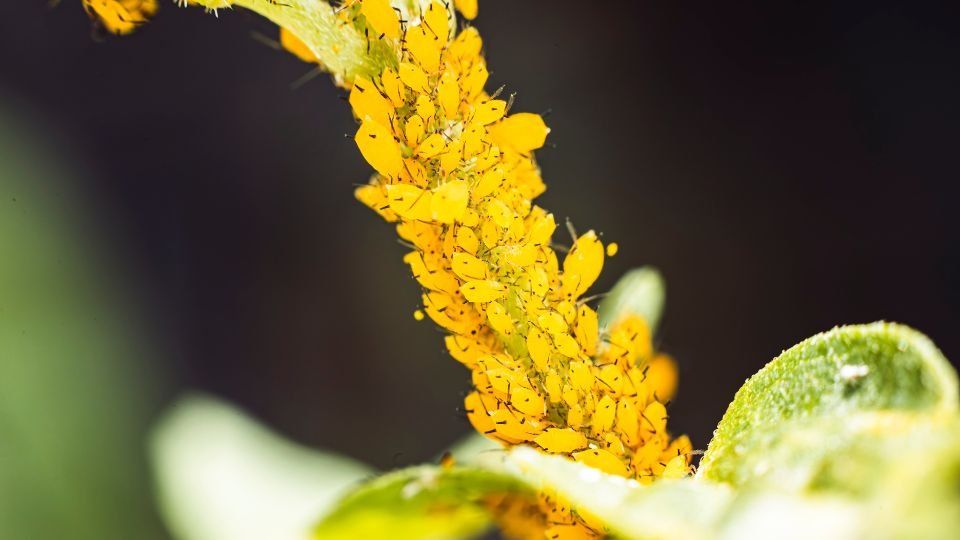 Sárga levéltetvek egy növényen, amelyek csoportosan élnek, a természet csodájaként.