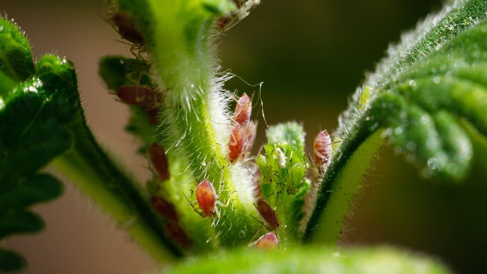 Közeli kép levéltetvekről, amelyek zöld növények szárán találhatóak, apró, piros színű rovarok.