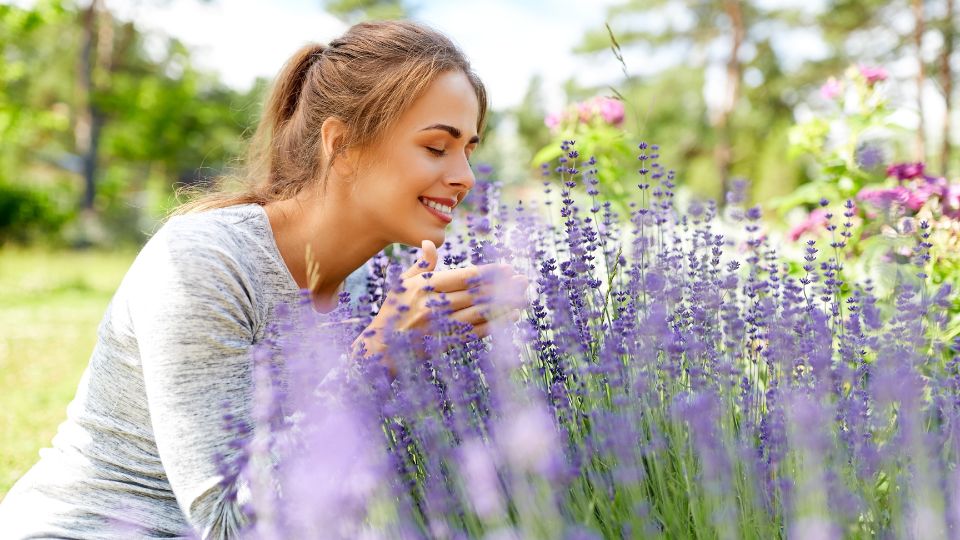 Levendula Lavandula 1