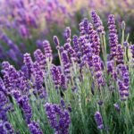 Levendula Lavandula