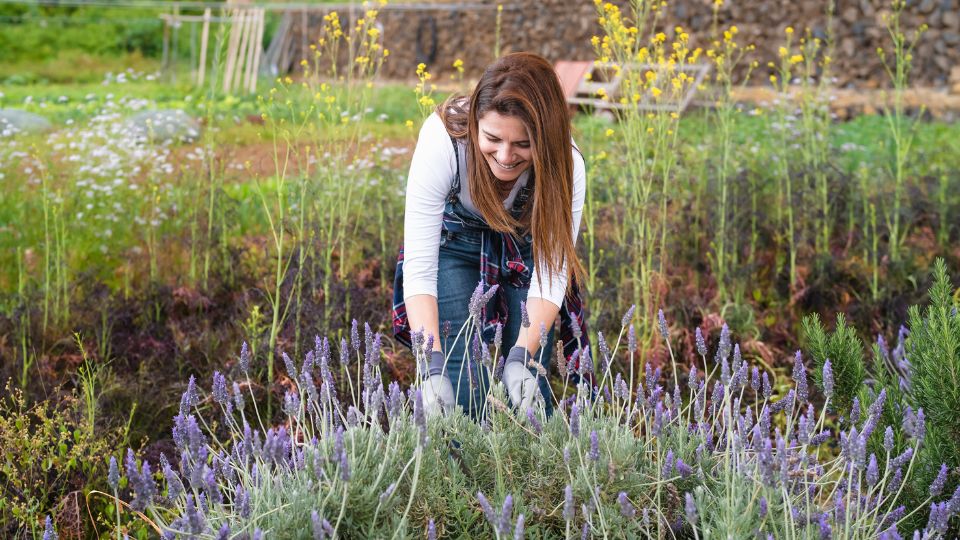 Levendula Lavandula 2