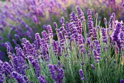 Levendula Lavandula