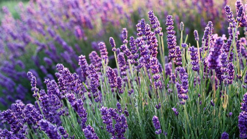 Levendula Lavandula