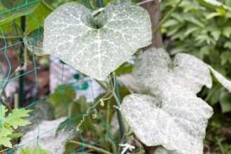 Zöld levélfakó, lisztharmattal borított növény a kerítés mellett, barátságos kertkép.