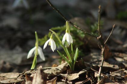 Mi viragzik februarban