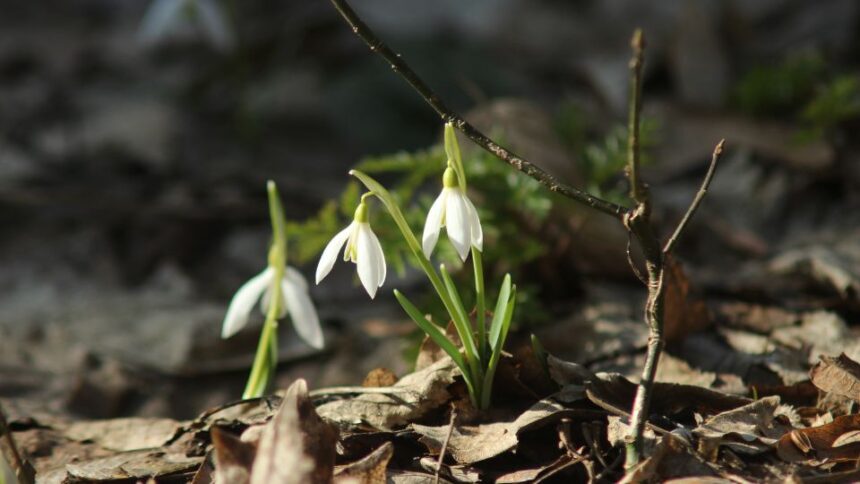 Mi viragzik februarban