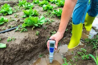 A kertész a talaj pH-értékét méri a zöld saláták között, vízben állva.