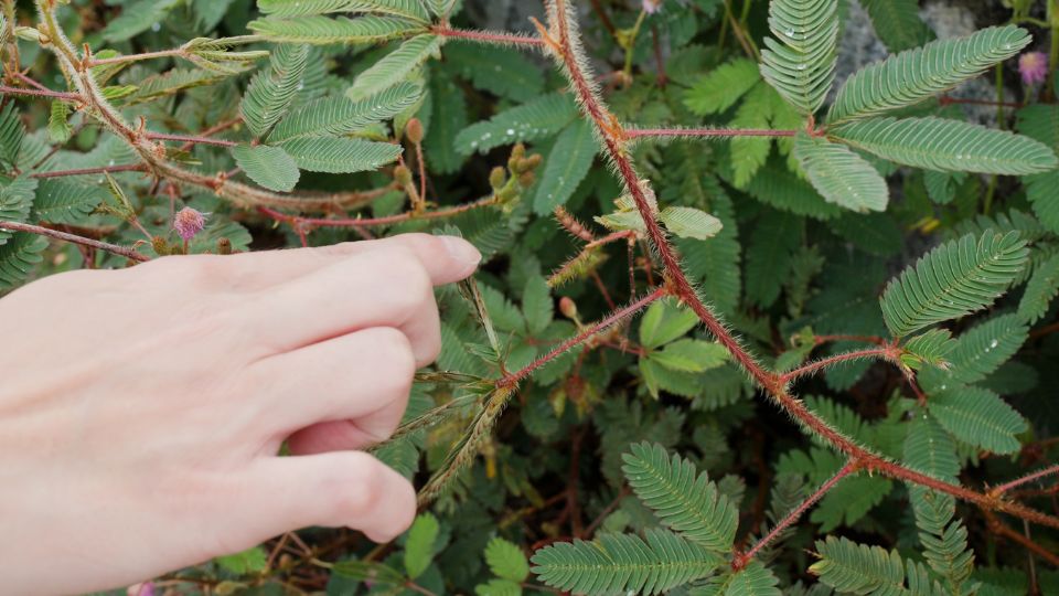 Mimoza Mimosa pudica 1