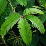 A Mimóza (Mimosa pudica) levelei, élénk zöld színűek, finom szerkezetűek, különleges megjelenésűek.