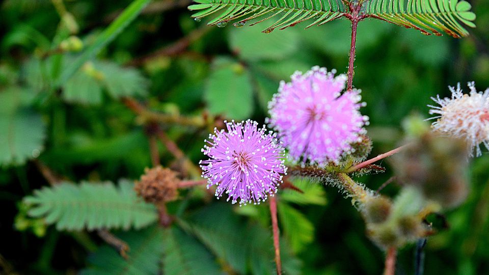 Mimoza Mimosa pudica 2