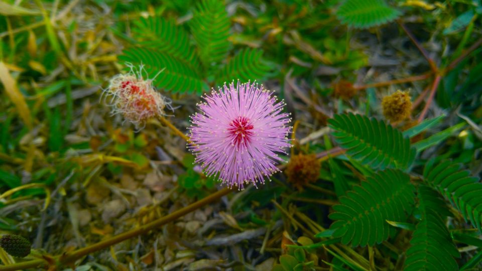 Mimoza Mimosa pudica 4