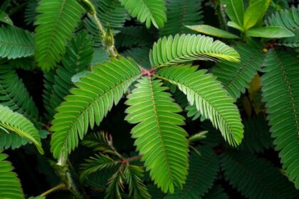 Mimoza Mimosa pudica