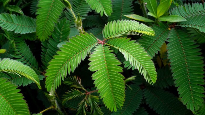 Mimoza Mimosa pudica